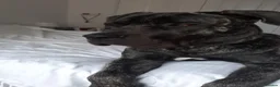 Presa Canario dogs for sale: 10 months presa canario in Edinburgh - Advert 1