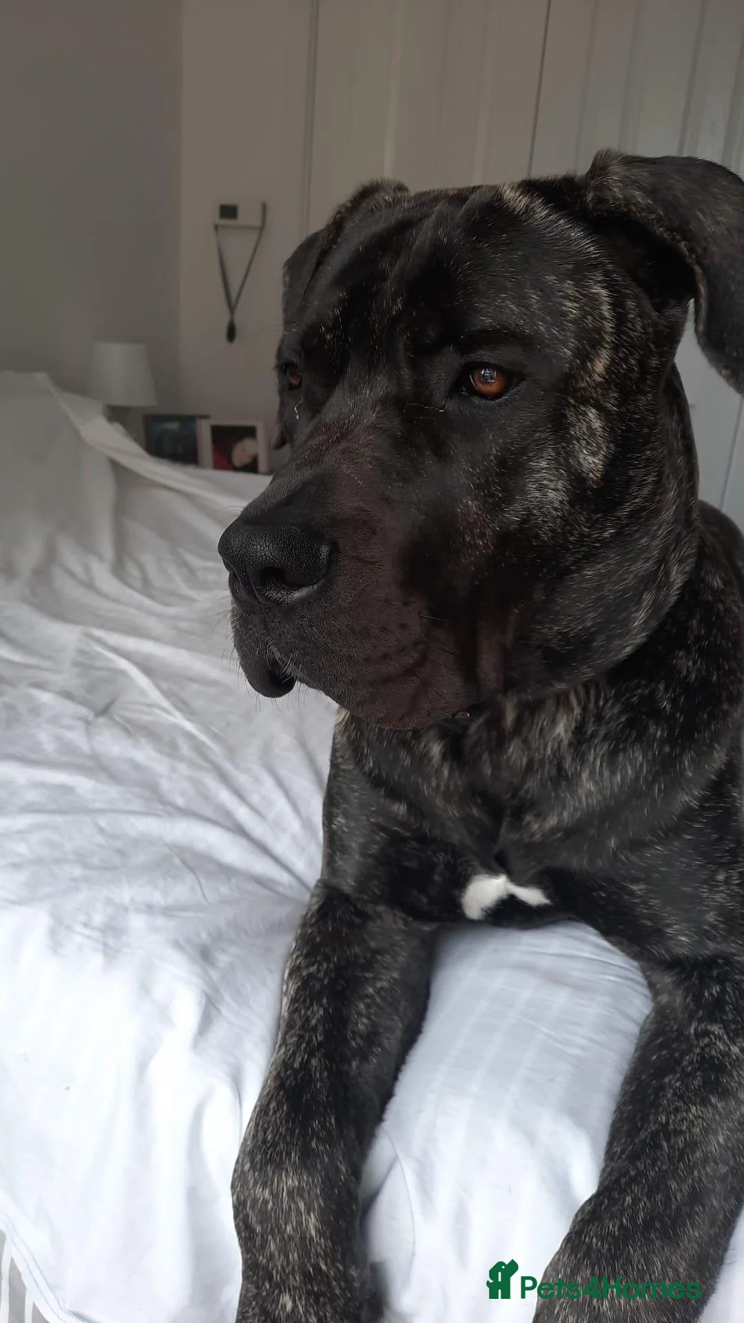 Presa Canario dogs for sale: 10 months presa canario in Edinburgh - Advert 1