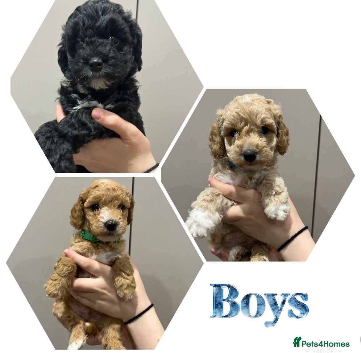 Cavapoochon dogs Cavapoochon puppies - Advert 2