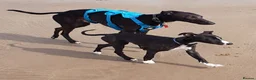 Whippet dogs for stud: Eidynrock Sangoma with Silkspun ,Sportingbred.X in Glasgow - Advert 22