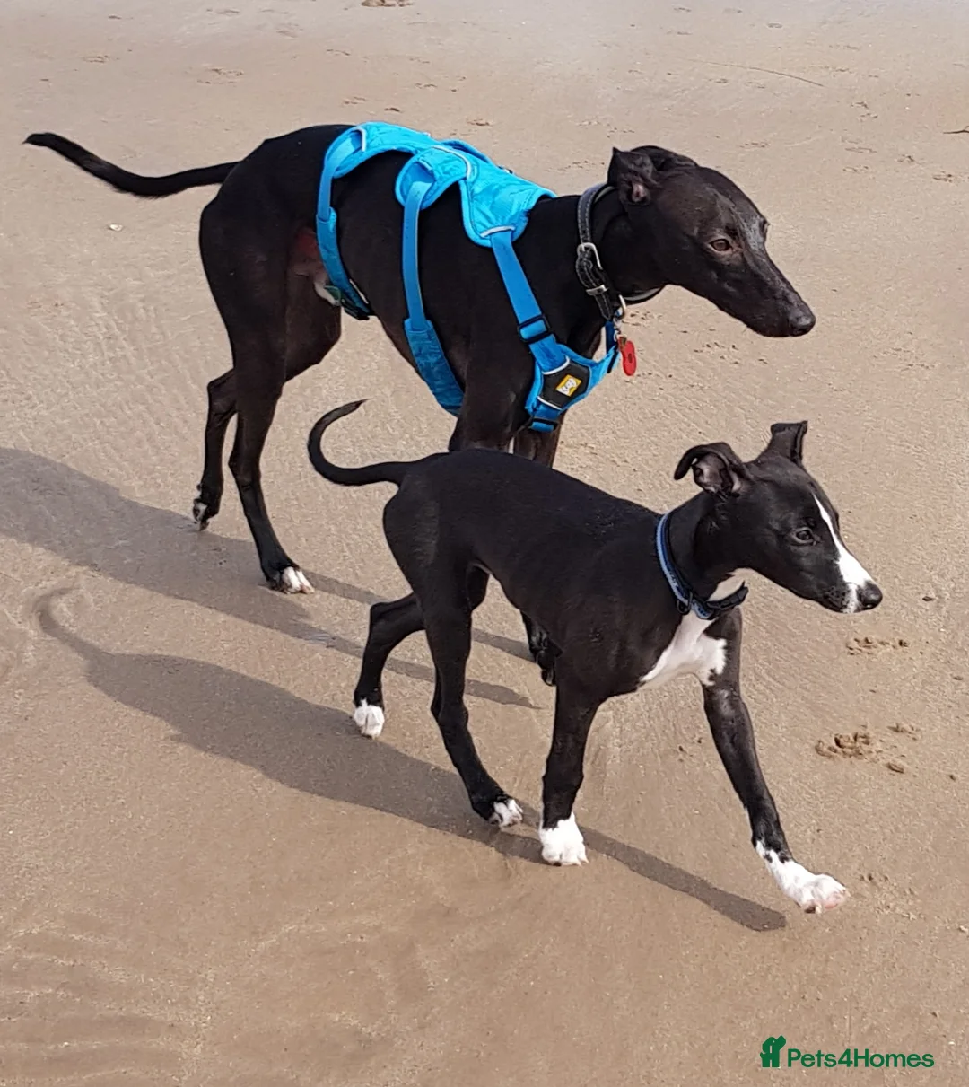 Whippet dogs for stud: Eidynrock Sangoma with Silkspun ,Sportingbred.X in Glasgow - Advert 22