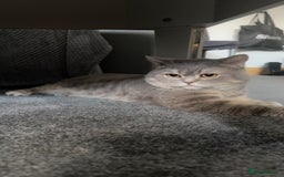 British Shorthair cats for sale: Cute Male Blue Spotted British Shorthair Kitten - Image 2