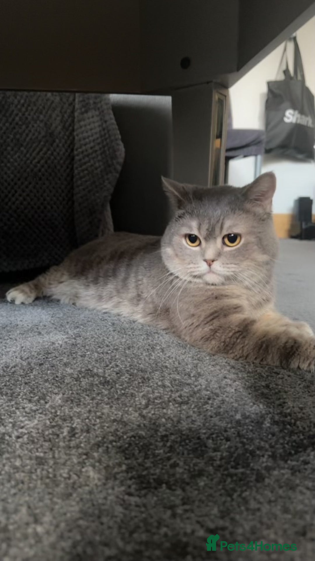 British Shorthair cats for sale: Cute Male Blue Spotted British Shorthair Kitten - Image 2