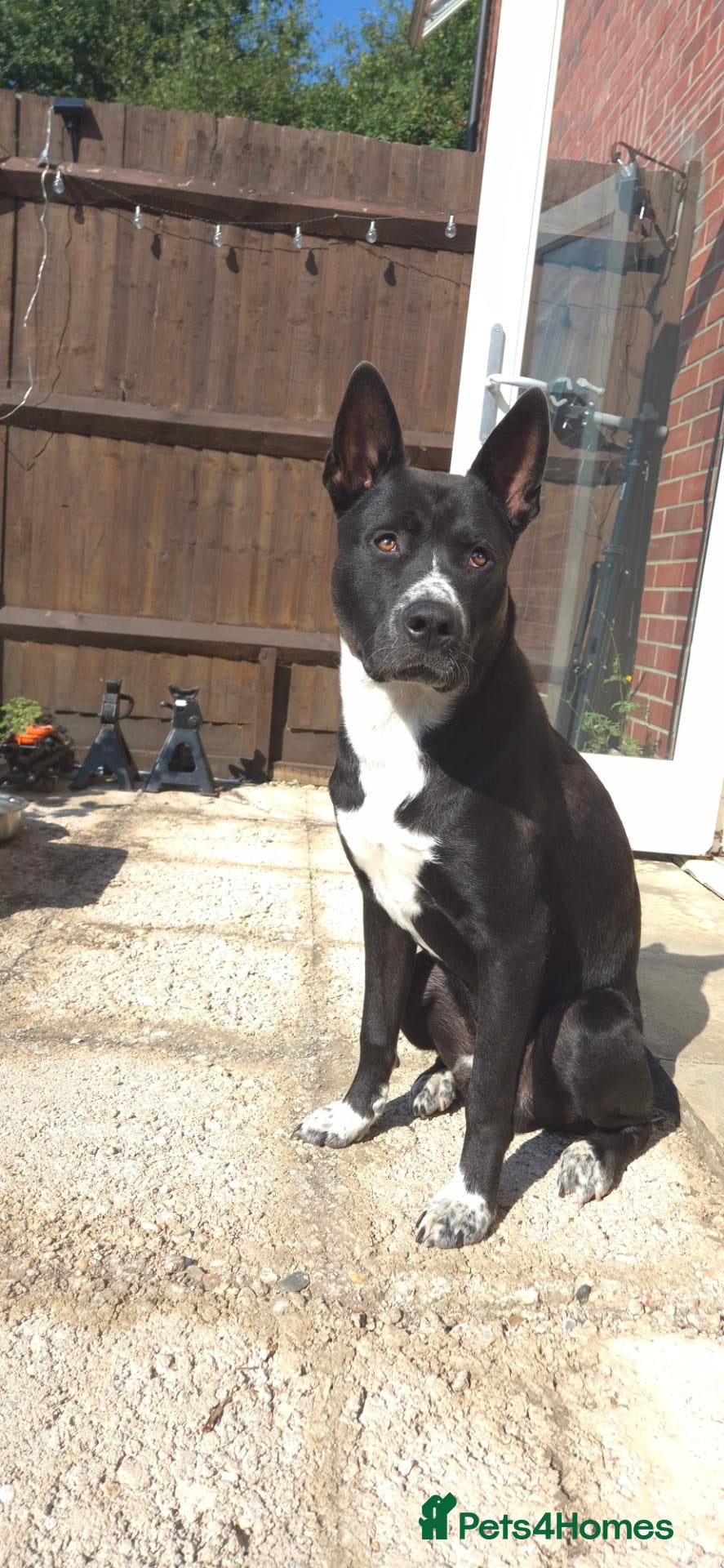 Mixed Breed dogs Duke  - Advert 2