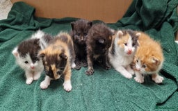 Mixed Breed cats for sale: Gorgeous Turtle Ginger Black Fluffy Kittens  - Image 10