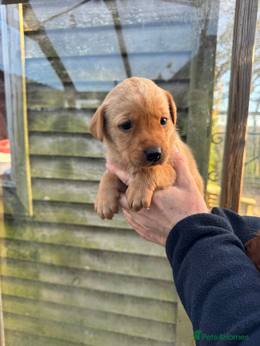 Labrador Retriever dogs for sale: 1st Class ⭐️⭐️⭐️⭐️⭐️ Licensed - Advert 6