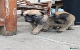 Mixed Breed dogs for sale: Beautiful German shepherd cross mali  - Image 7