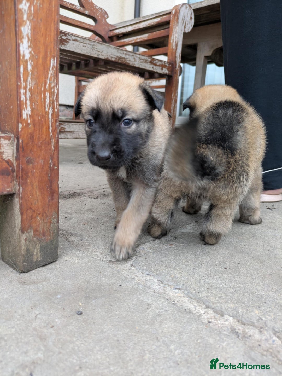 Mixed Breed dogs for sale: Beautiful German shepherd cross mali  - Image 7
