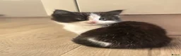 British Longhair cats for sale: 3 adorable kittens ready to go in Hornchurch - Advert 7
