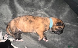 Mixed Breed dogs for sale: 8 beautiful pups for sale - Image 8