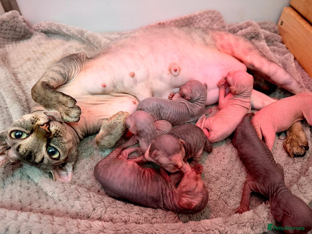 Sphynx cats for sale: TICA Reg Sphynx Kittens, Extensive Genetic Testing - Advert 27