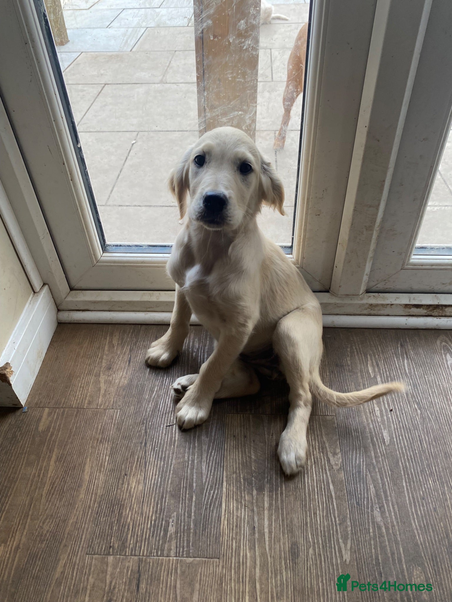 Golden Retriever dogs KC registered golden retriever  - Advert 6