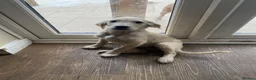 Golden Retriever dogs for sale: KC registered golden retriever  - Advert 1