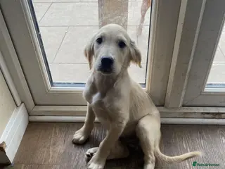 Golden Retriever dogs KC registered golden retriever - Advert 2