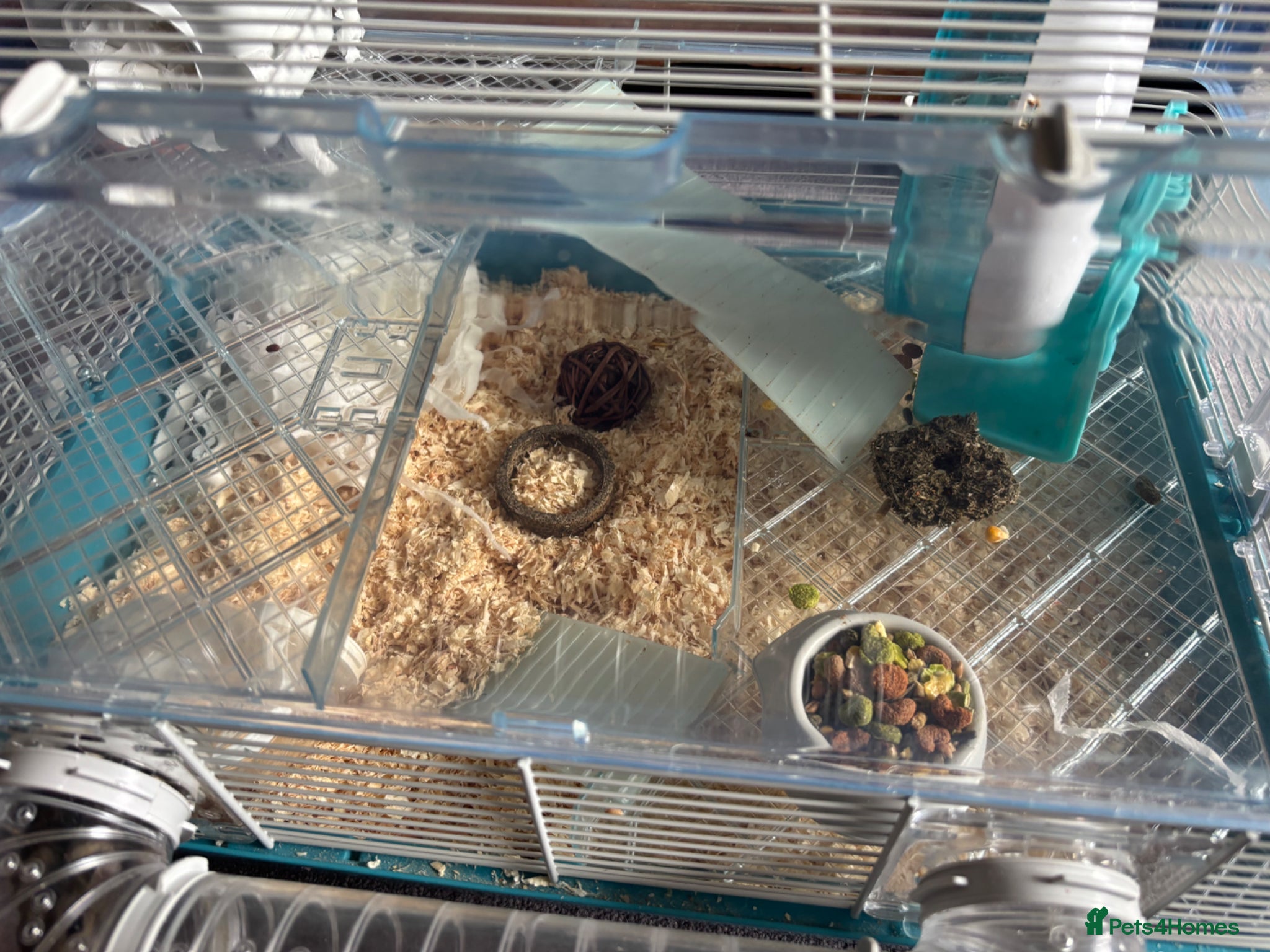 Hamster rodents Russian Dwarf Hamster  - Advert 1