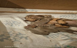 Miniature Dachshund dogs for sale: Silver and Tan Miniature Dachshunds  - Image 9
