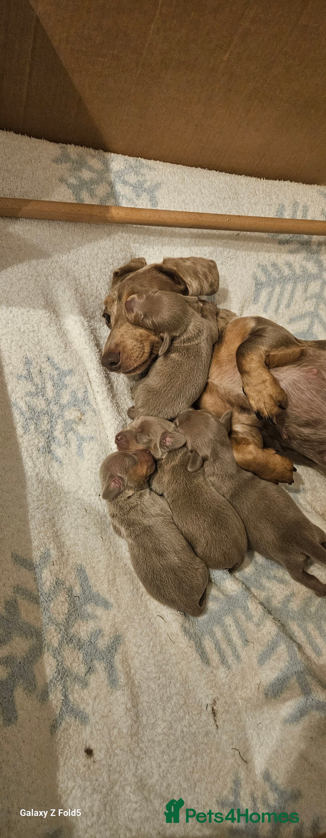 Miniature Dachshund dogs for sale: Silver and Tan Miniature Dachshunds  - Image 9