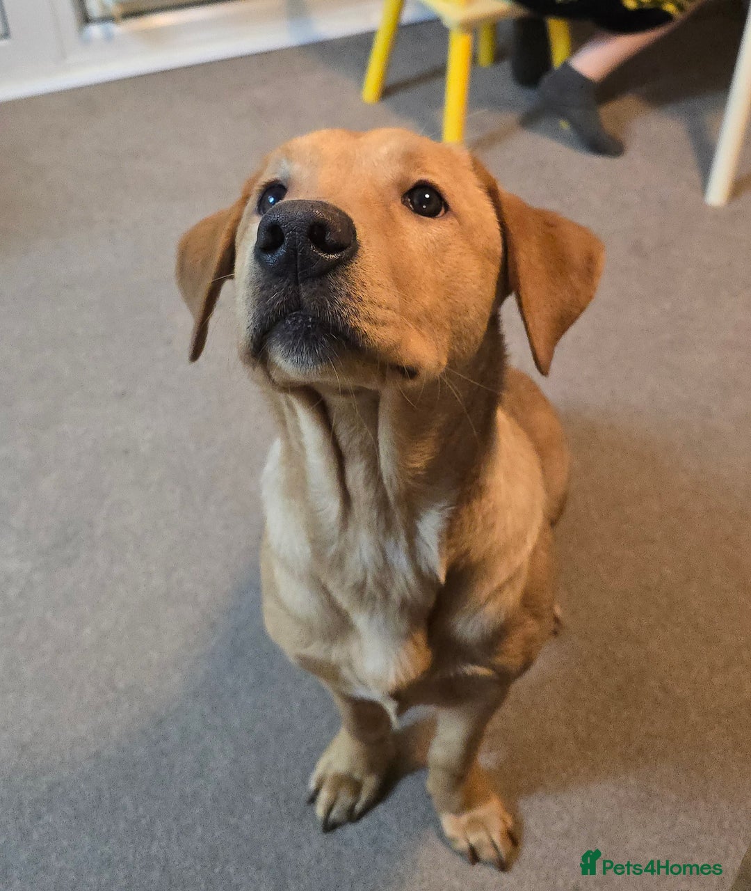 Labrador Retriever dogs for sale:  Wonderful KC registered Fox Red Labrador Puppy - Advert 2