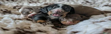 Miniature Dachshund Puppy 1