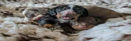 Miniature Dachshund dogs for sale: (ONLY ONE LEFT)MINIATURE DACHSHUND PUPPIES  - Advert 4