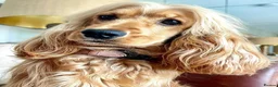 Cocker Spaniel dogs for sale: Show type cocker spaniel puppies - Golden  - Advert 1