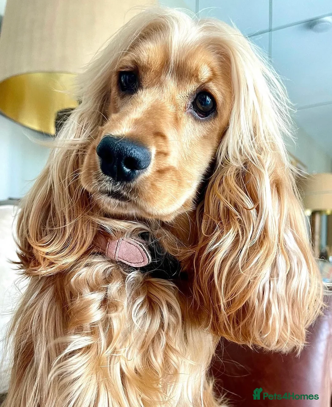 Cocker Spaniel dogs for sale: Show type cocker spaniel puppies - Golden  - Advert 1
