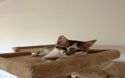 Oriental cats for sale: Adorable kittens ready to go - Image 2