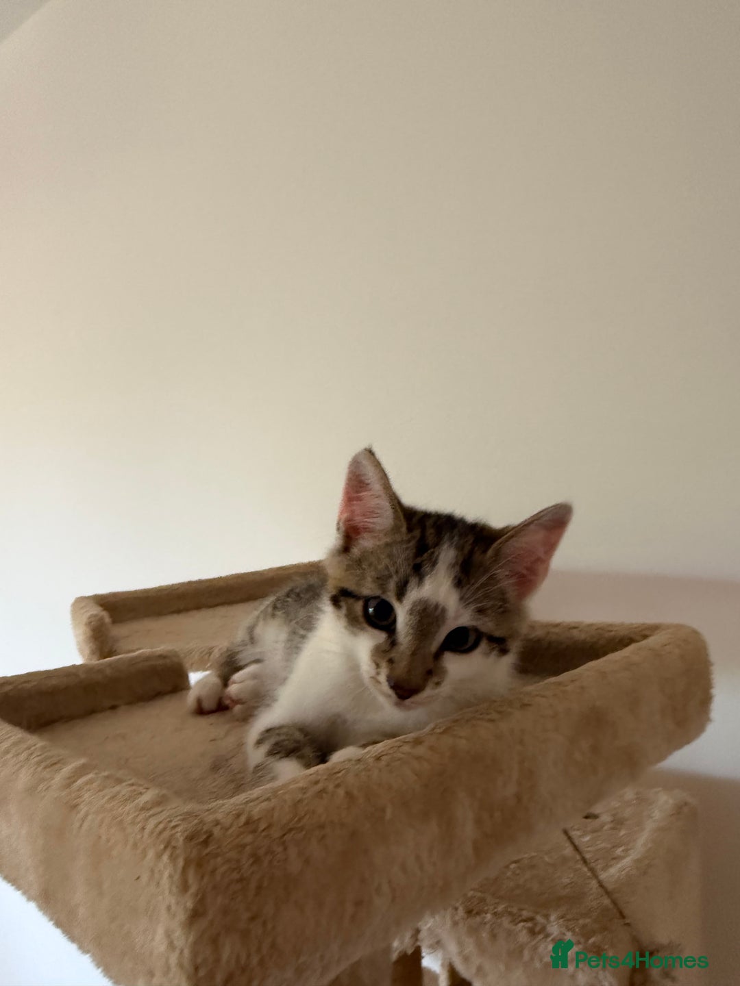 Oriental cats for sale: Adorable kittens ready to go - Image 2