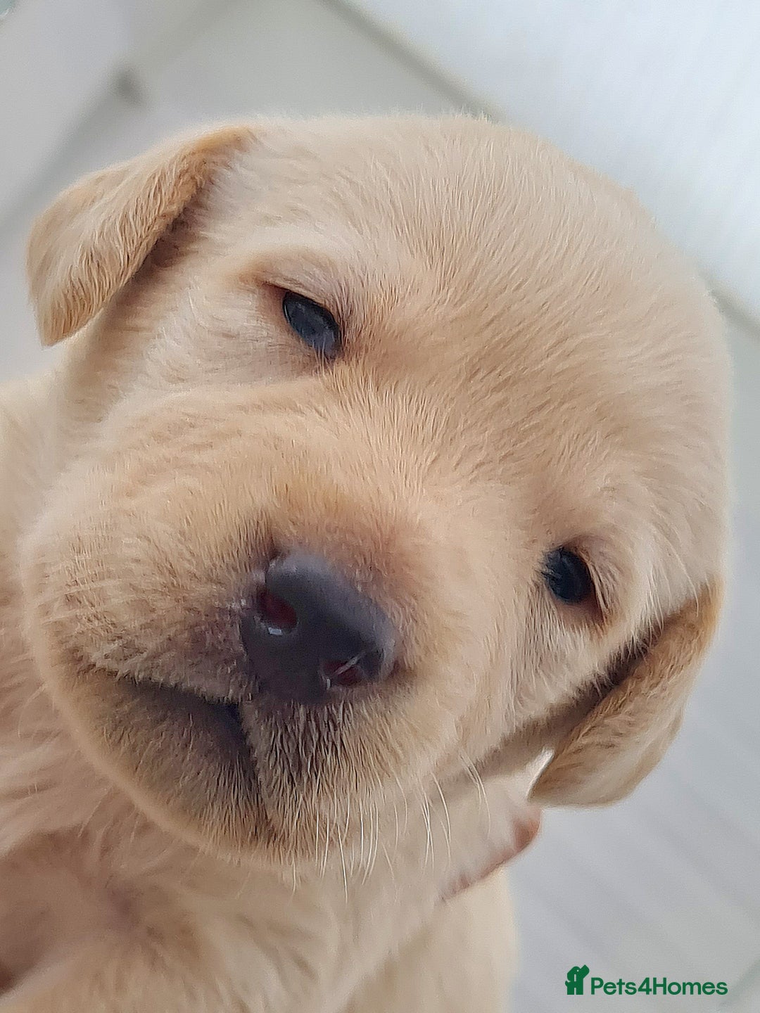 Labrador Retriever dogs for sale:  Beautiful, bouncing Pedigree Pups - Image 16