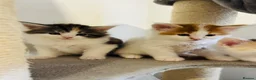 Maine Coon cats for sale: Maine coon kittens  - Advert 17