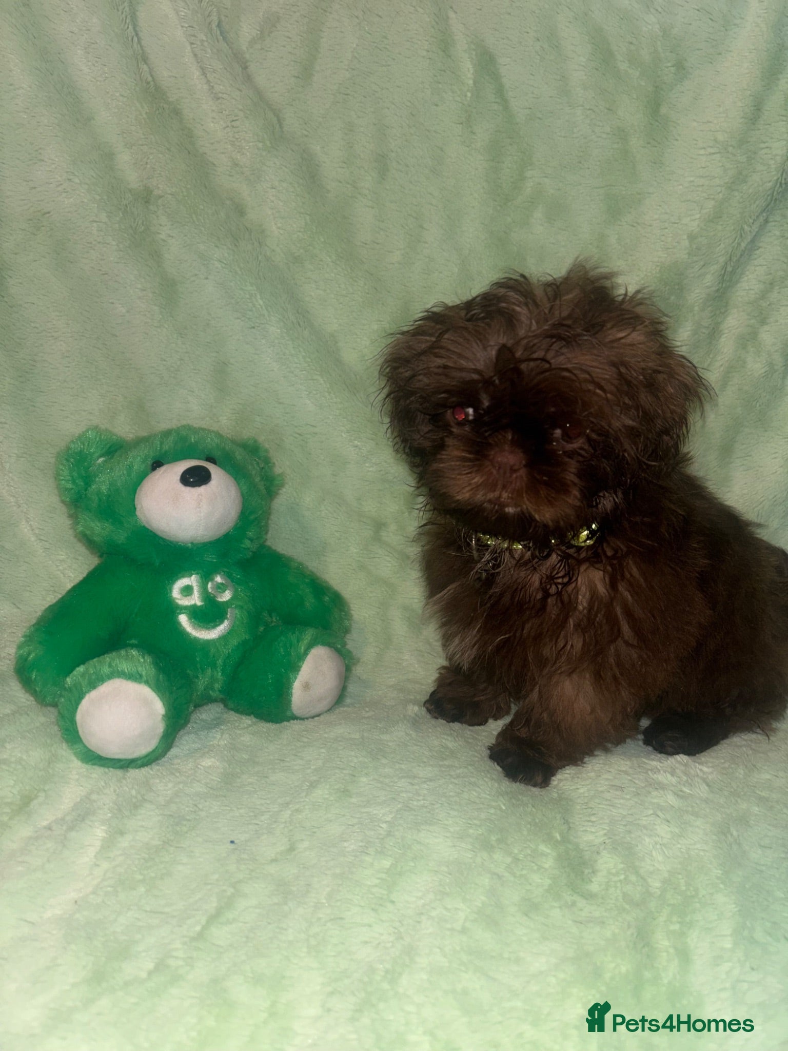 Shih Tzu dogs Reduced !Beautiful imperial choc & lav Shihzu pup  - Advert 1