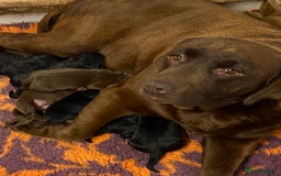 Labrador Retriever dogs for sale: K.C REG CHUNKY SHOW LABRADOR PUPS. - Image 1