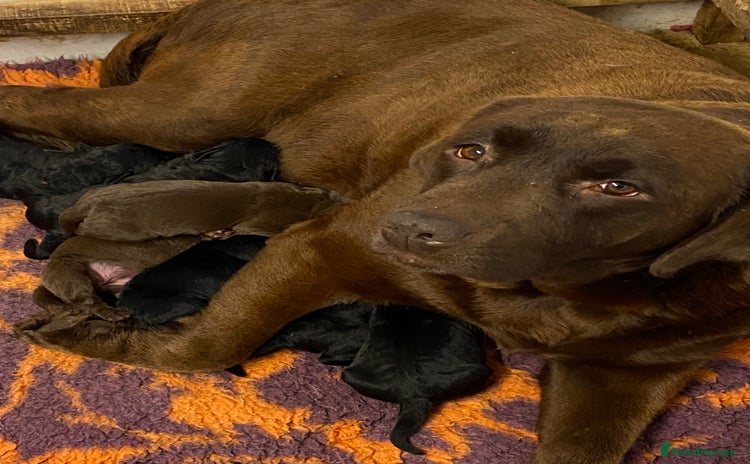 Labrador Retriever dogs for sale - Advert 1