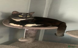 Mixed Breed cats for sale: 3 beautiful cats for re-home  - Image 1