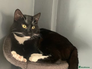 Mixed Breed cats - Advert 2