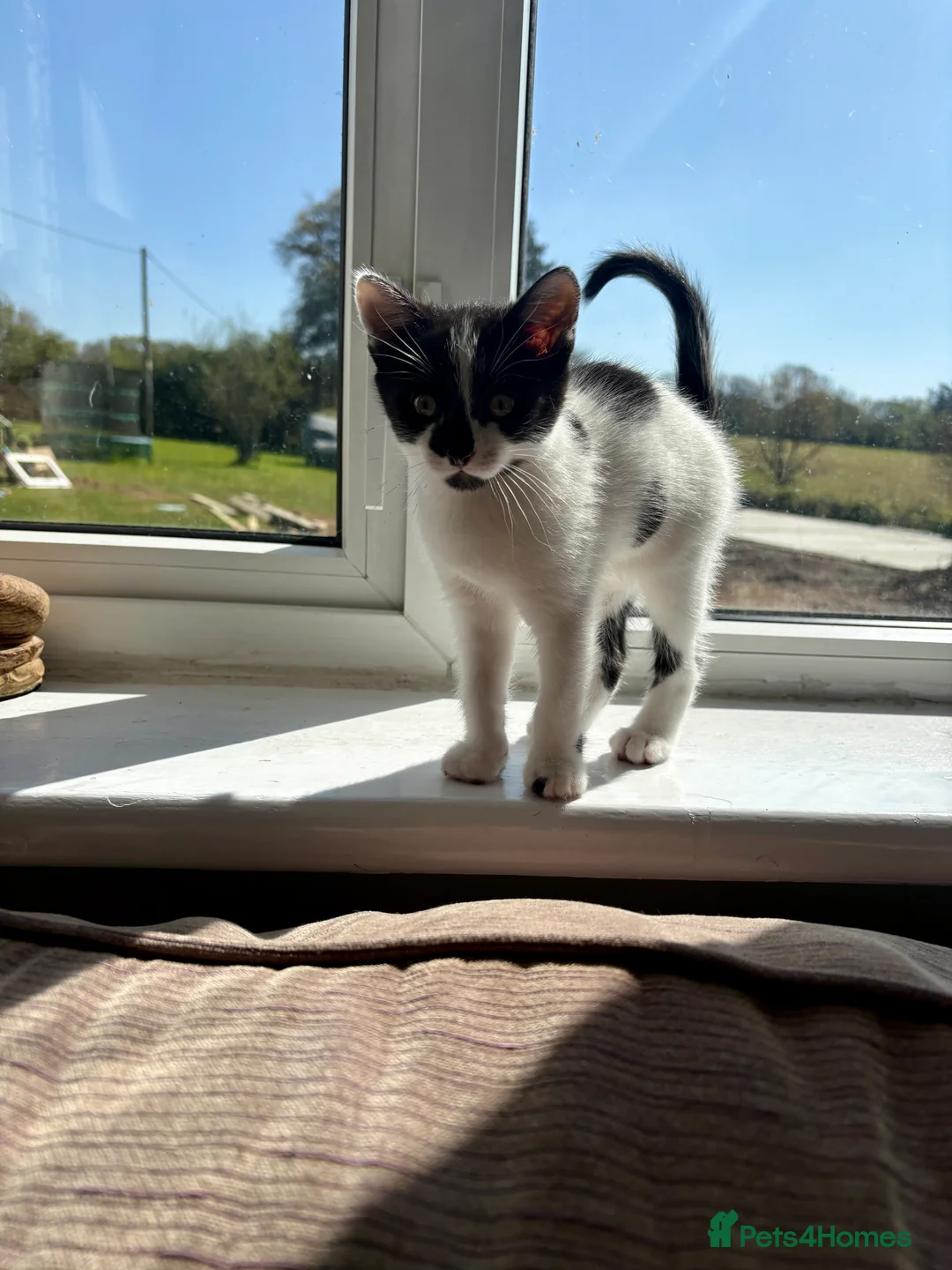 Mixed Breed cats for sale: Male Kitten available - Advert 2