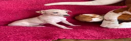 Italian Greyhound dogs for sale: 5 wonderful Wiggy’s licensed breeder  - Advert 8