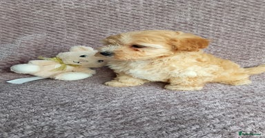 Maltipoo dogs - Advert 7