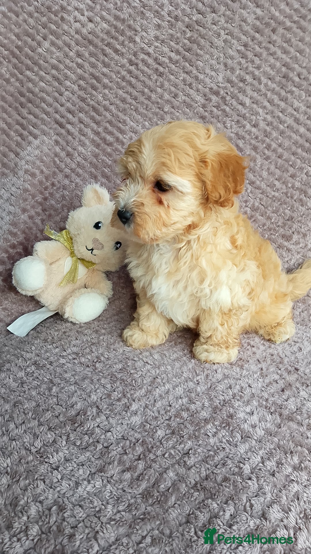 Maltipoo dogs for sale: F1 health tested toy (Asian) maltipoos🩷🩷 - Image 3