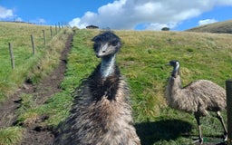Emus poultry for sale: Beautiful Emus - pets and breeding pair - Image 4