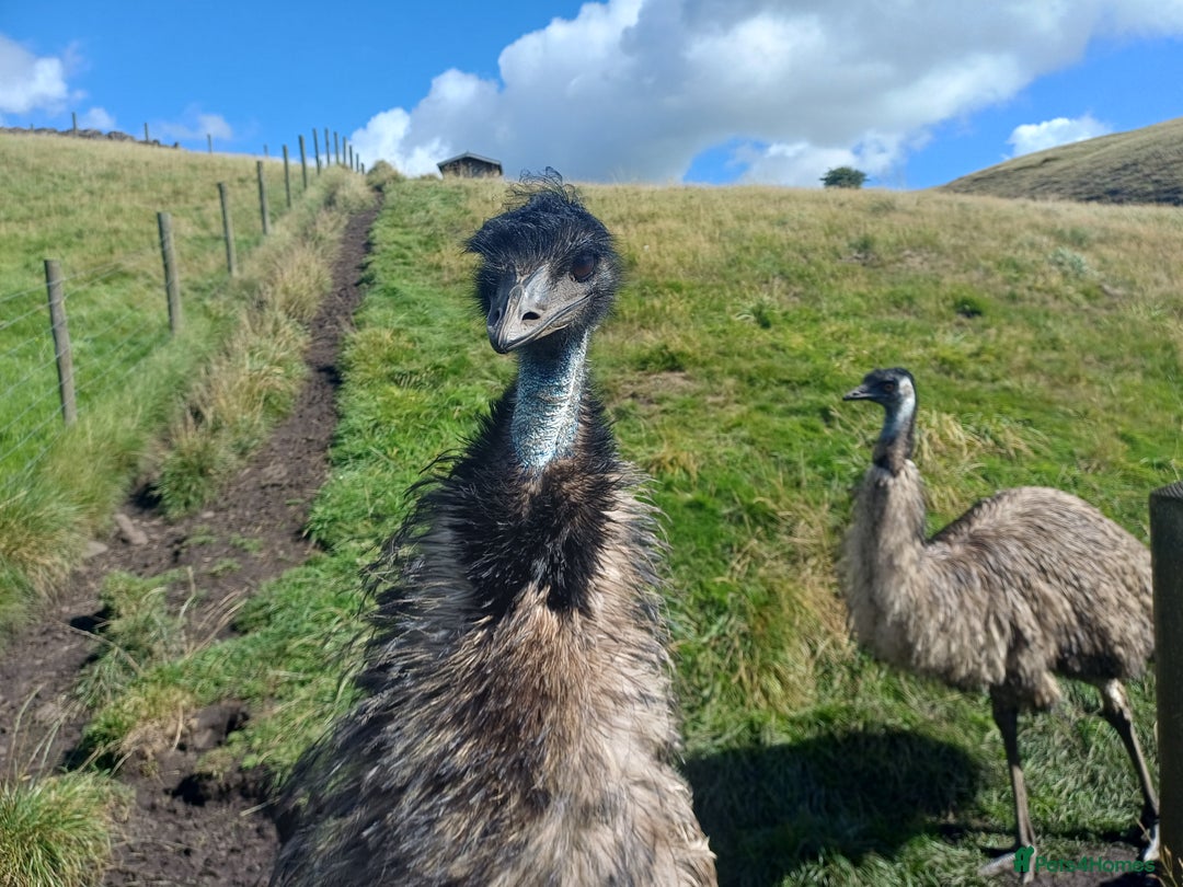 Emus poultry for sale: Beautiful Emus - pets and breeding pair - Image 4