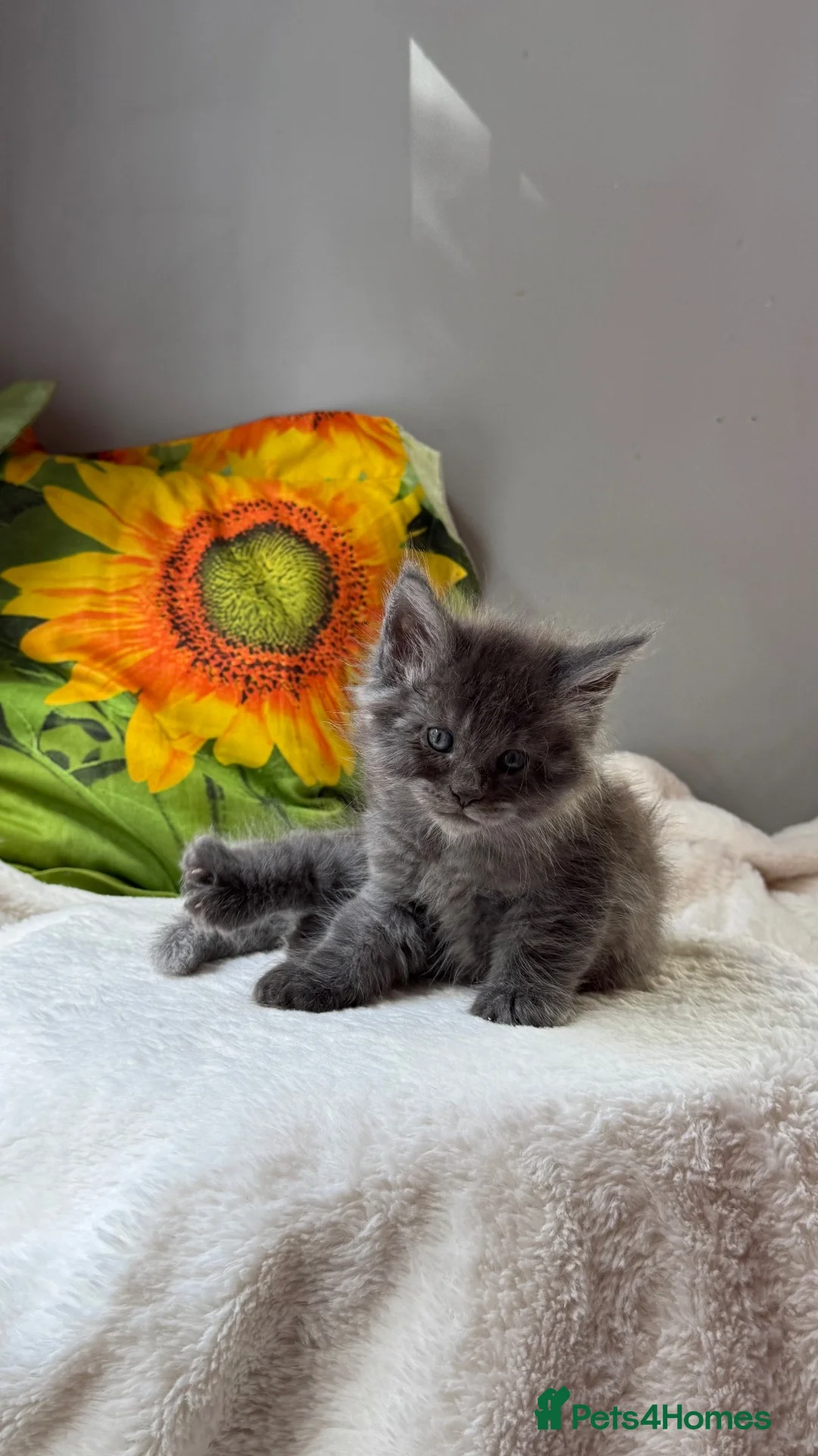 Maine Coon cats for sale: Beautiful litter of 7 Maine Coon kittens  - Advert 2