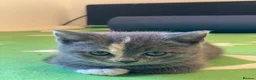 Mixed Breed cats for sale: 6 Cream brothers and one gray tortie girl for sale - Advert 12