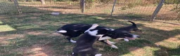 Border Collie dogs for sale: Border Collie Puppies  - Advert 4
