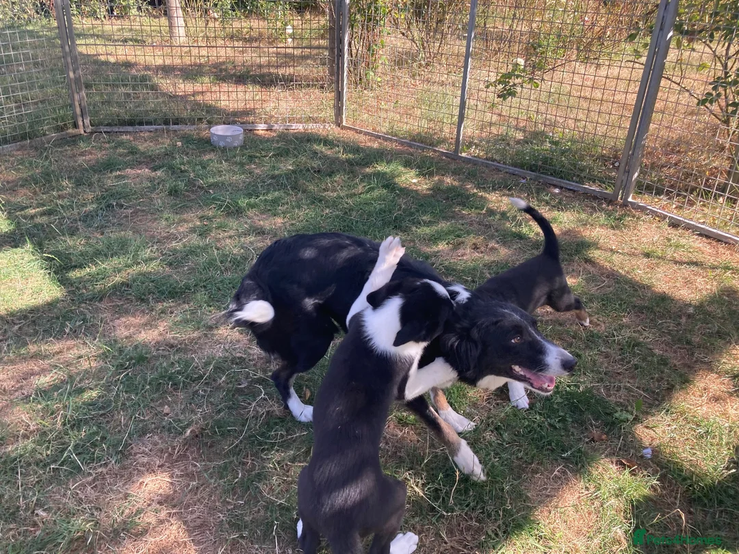 Border Collie dogs for sale: Border Collie Puppies  - Advert 4