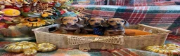 Miniature Dachshund dogs for sale: Red dachshund puppies  - Advert 3