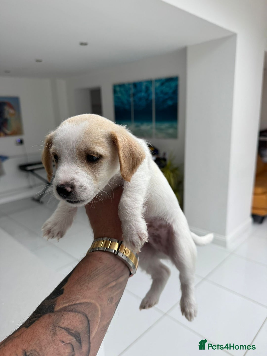Mixed Breed dogs for sale: 3 male Jackapoo Pups - Image 2