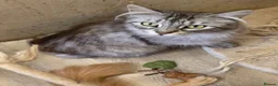 Maine Coon cats for sale: 2 adult female maine coon cats  in Exeter - Advert 9