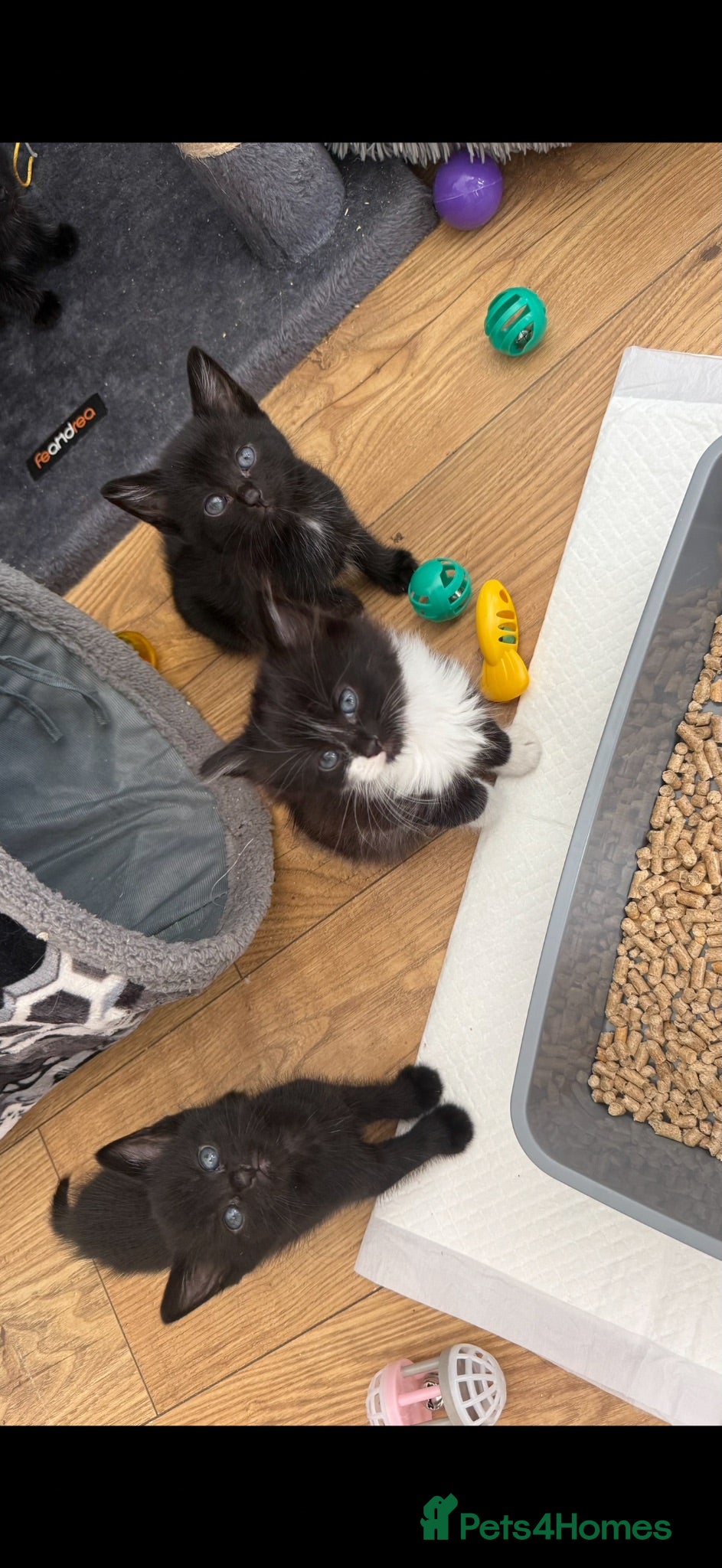 Mixed Breed cats 6 Beautiful Kittens  - Advert 1