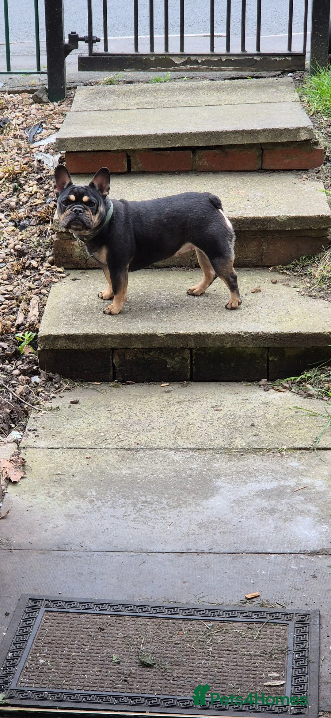 French Bulldog dogs for sale: Roxy  - Advert 3